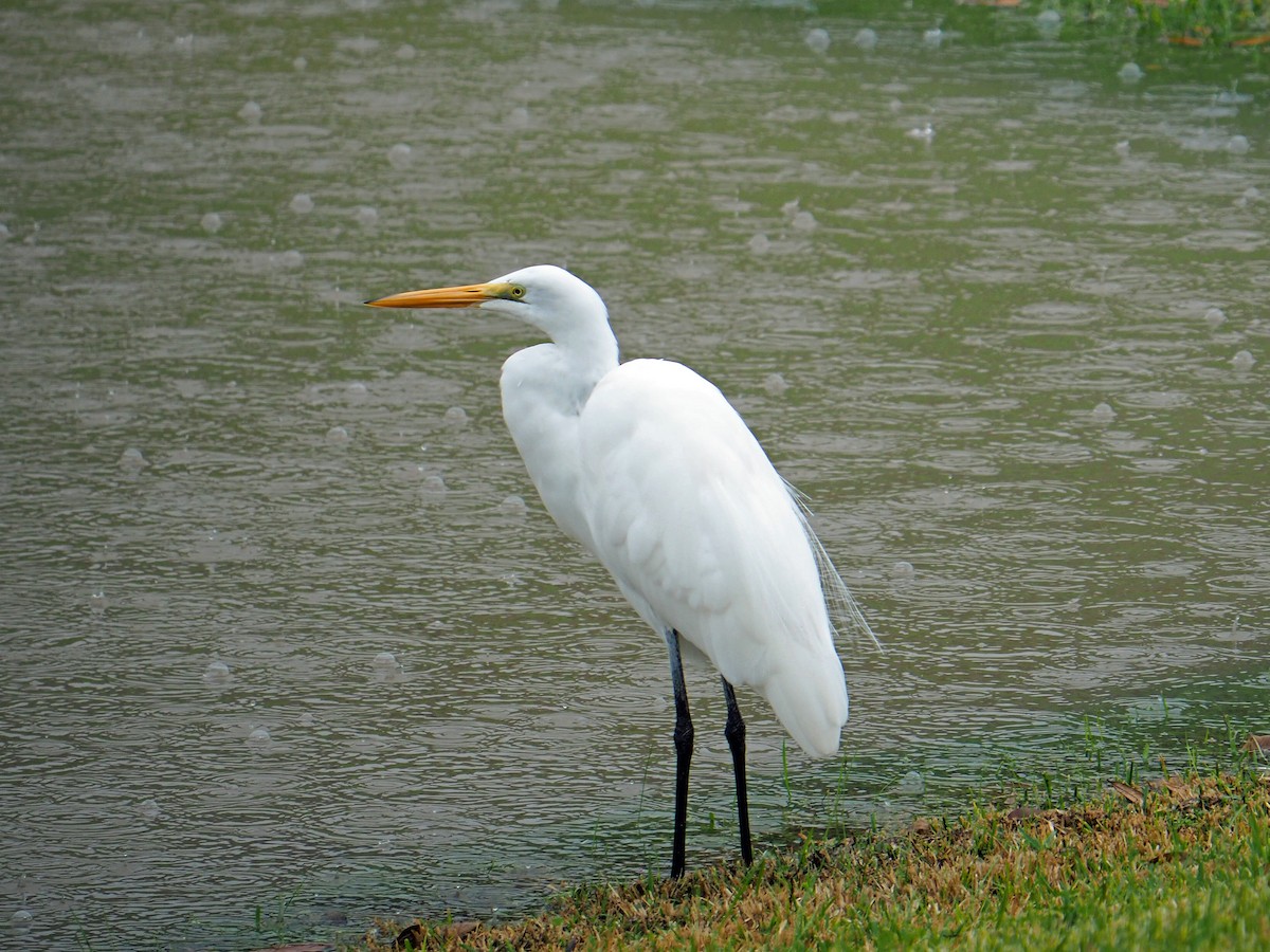 Great Egret - ML646255169
