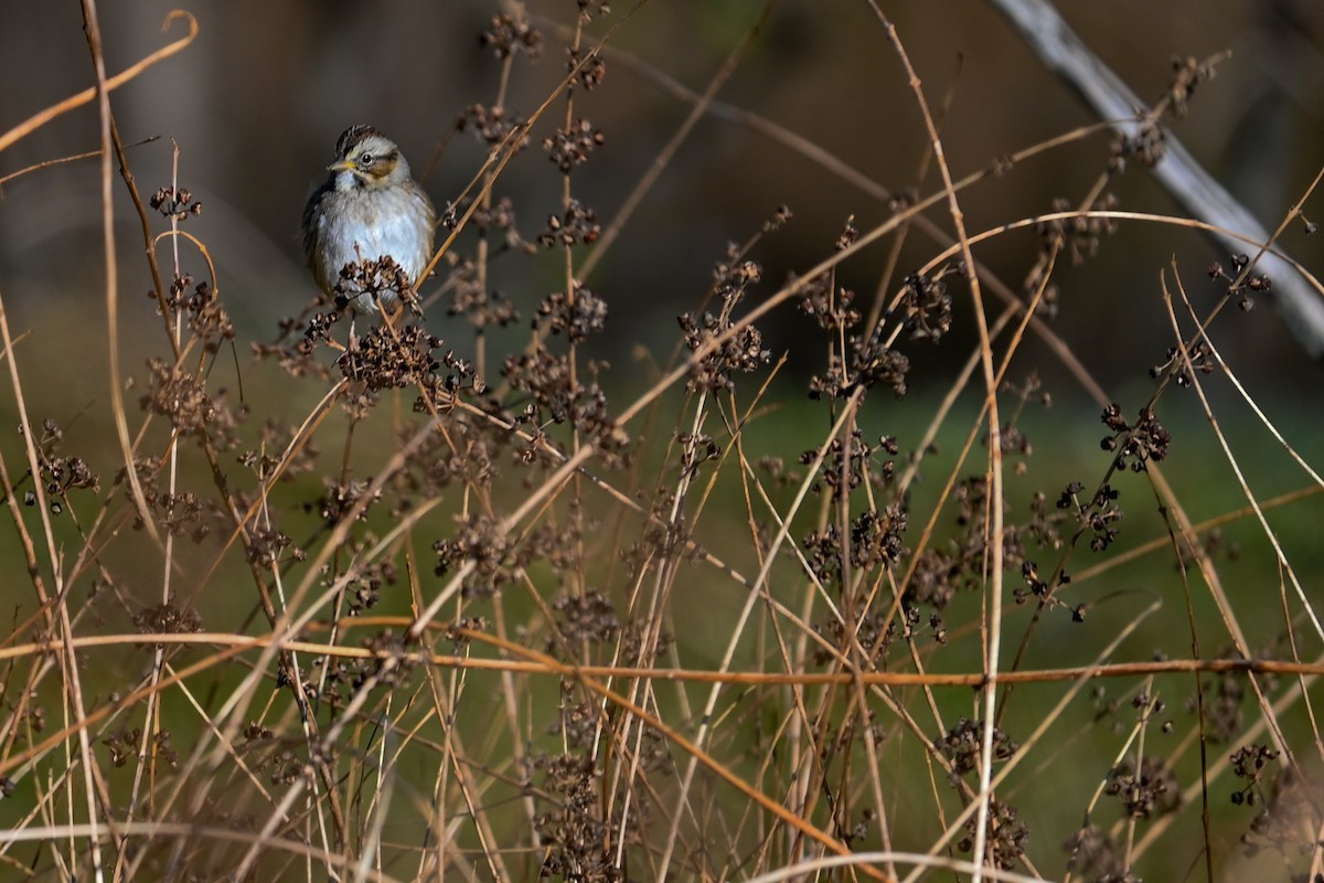 Swamp Sparrow - ML646255170