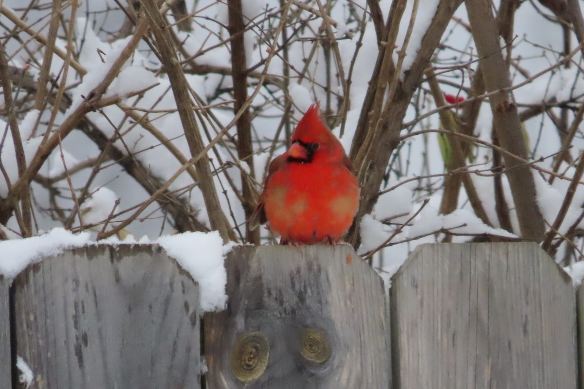 Northern Cardinal - ML646255171