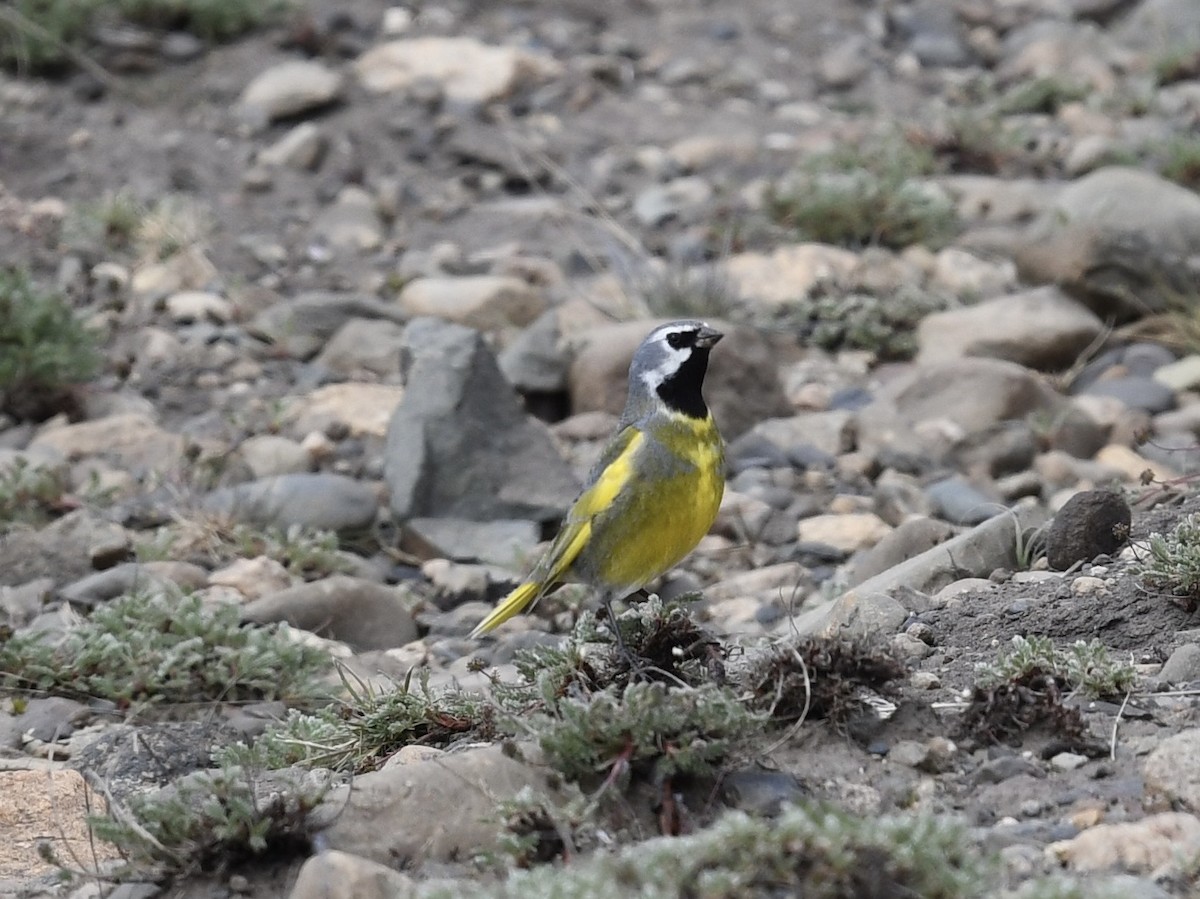 White-bridled Finch - ML646255172
