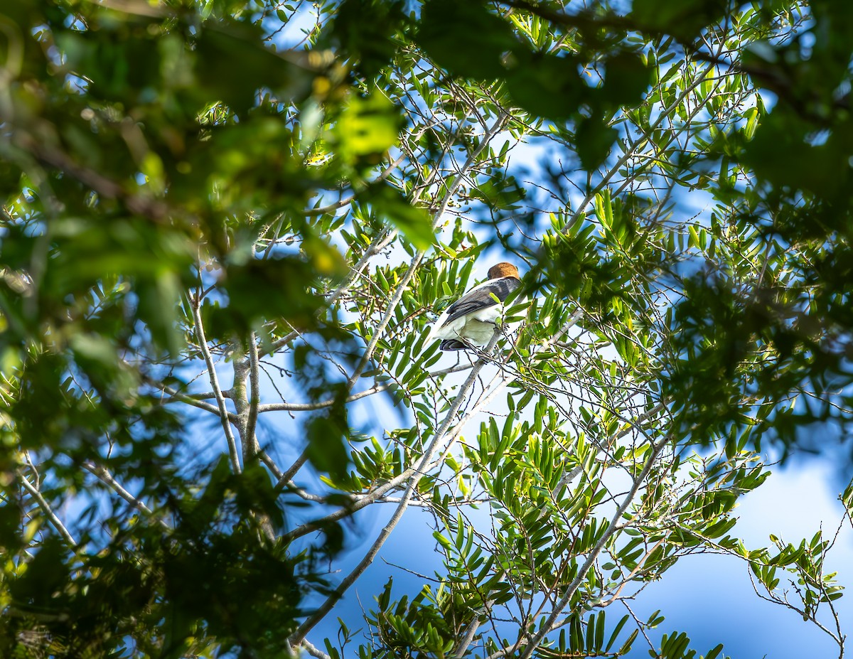 Bearded Bellbird - ML646255173