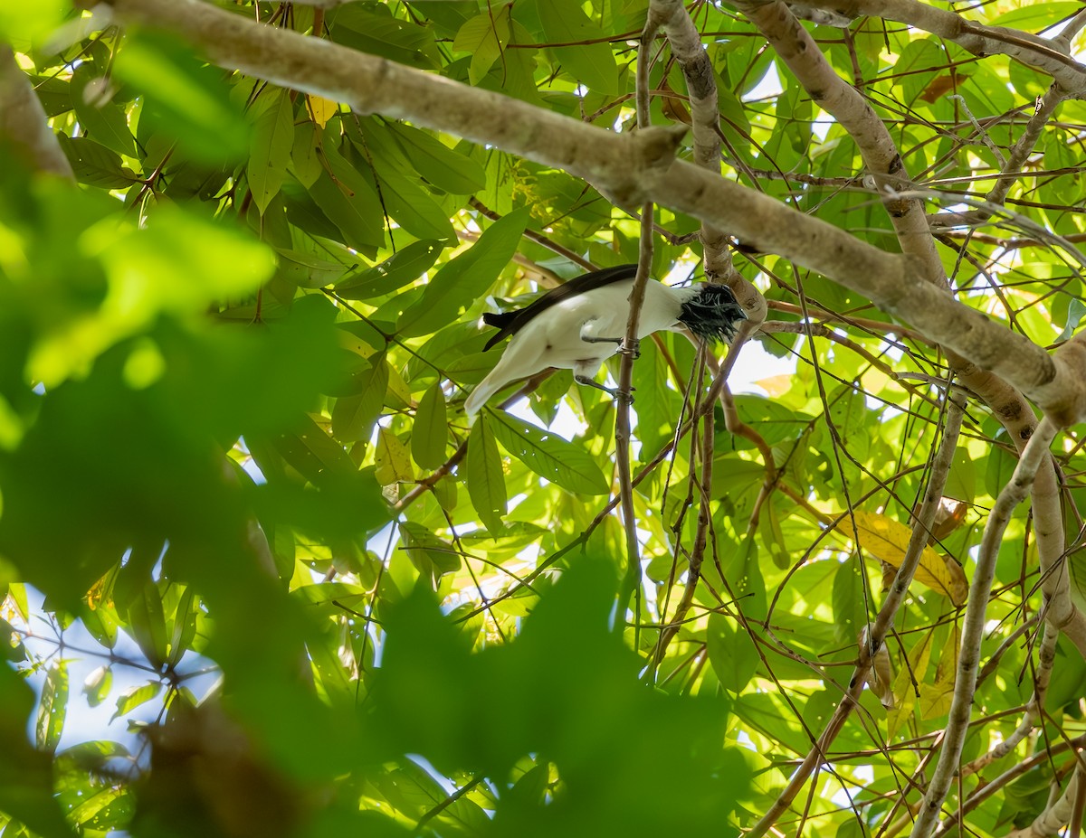 Bearded Bellbird - ML646255174