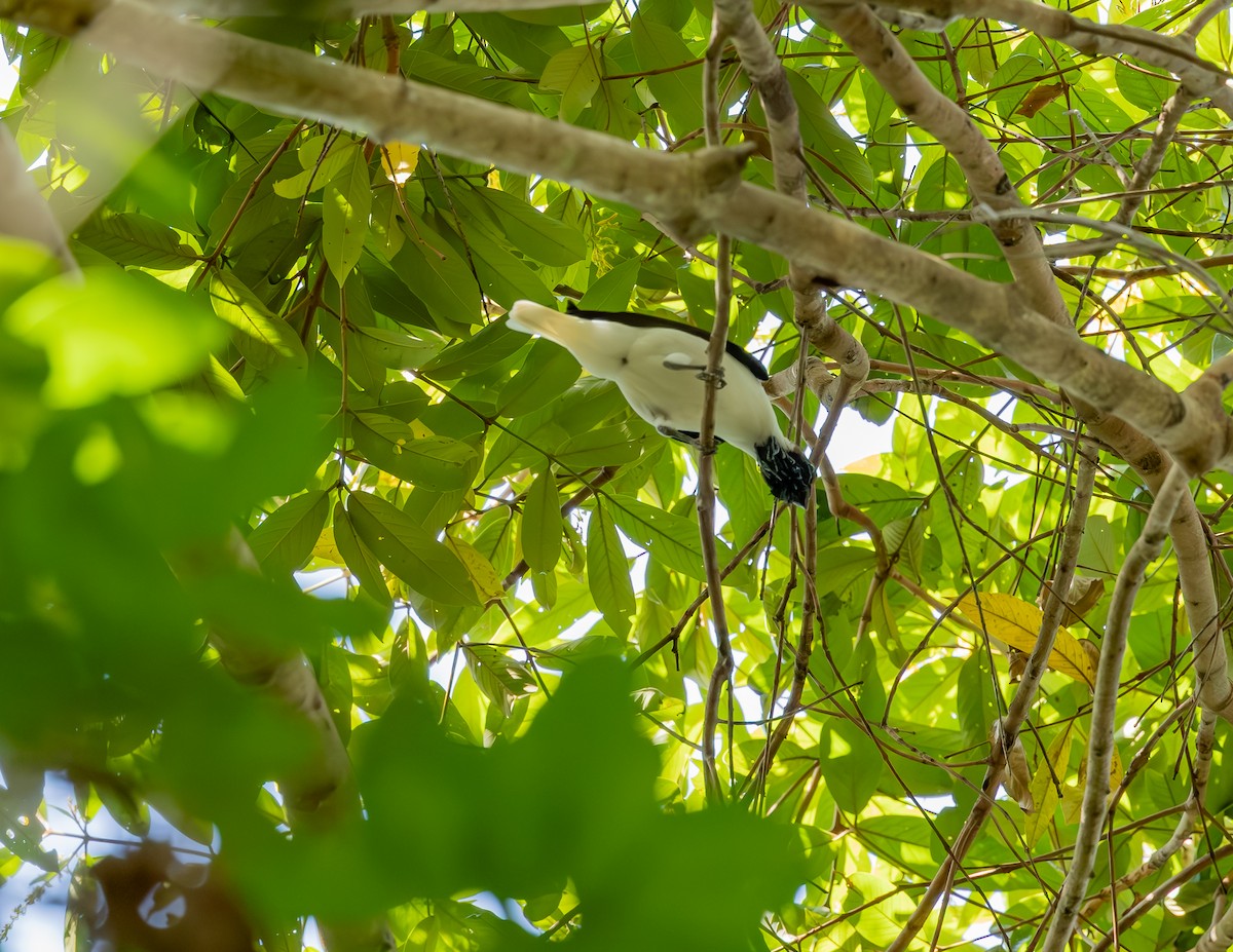 Bearded Bellbird - ML646255175