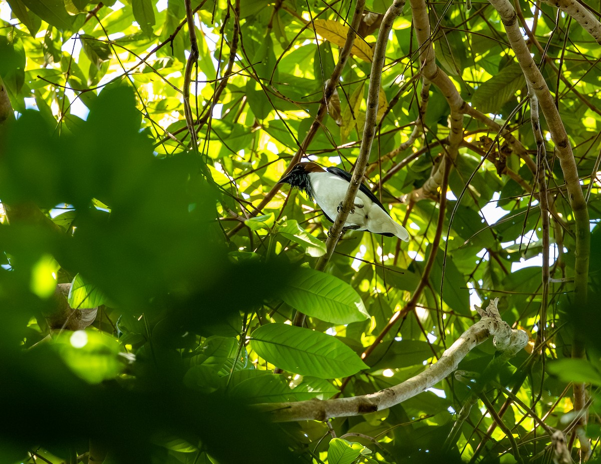 Bearded Bellbird - ML646255176