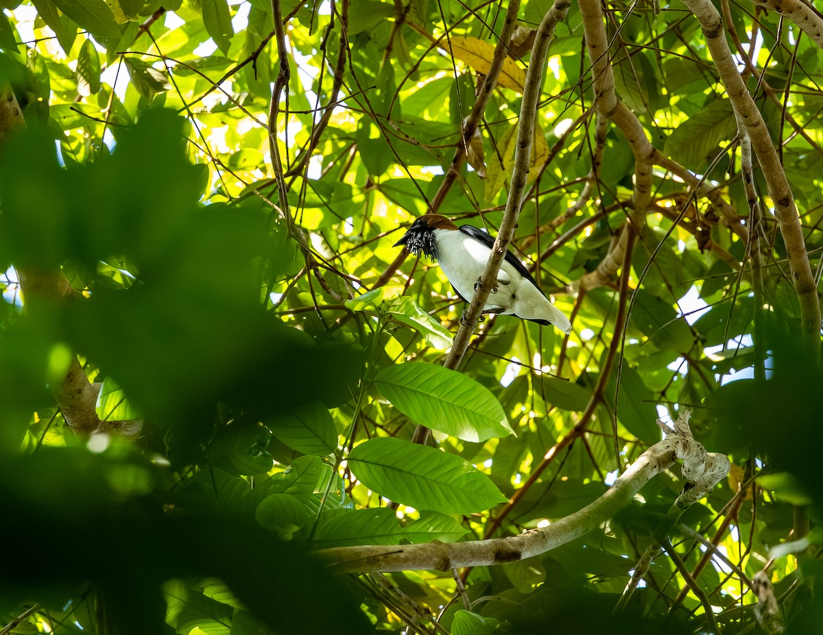 Bearded Bellbird - ML646255177
