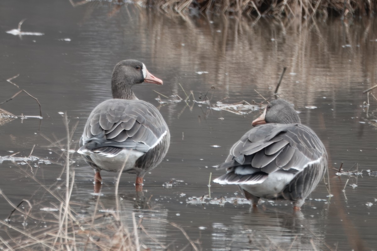 Greater White-fronted Goose - ML646255178