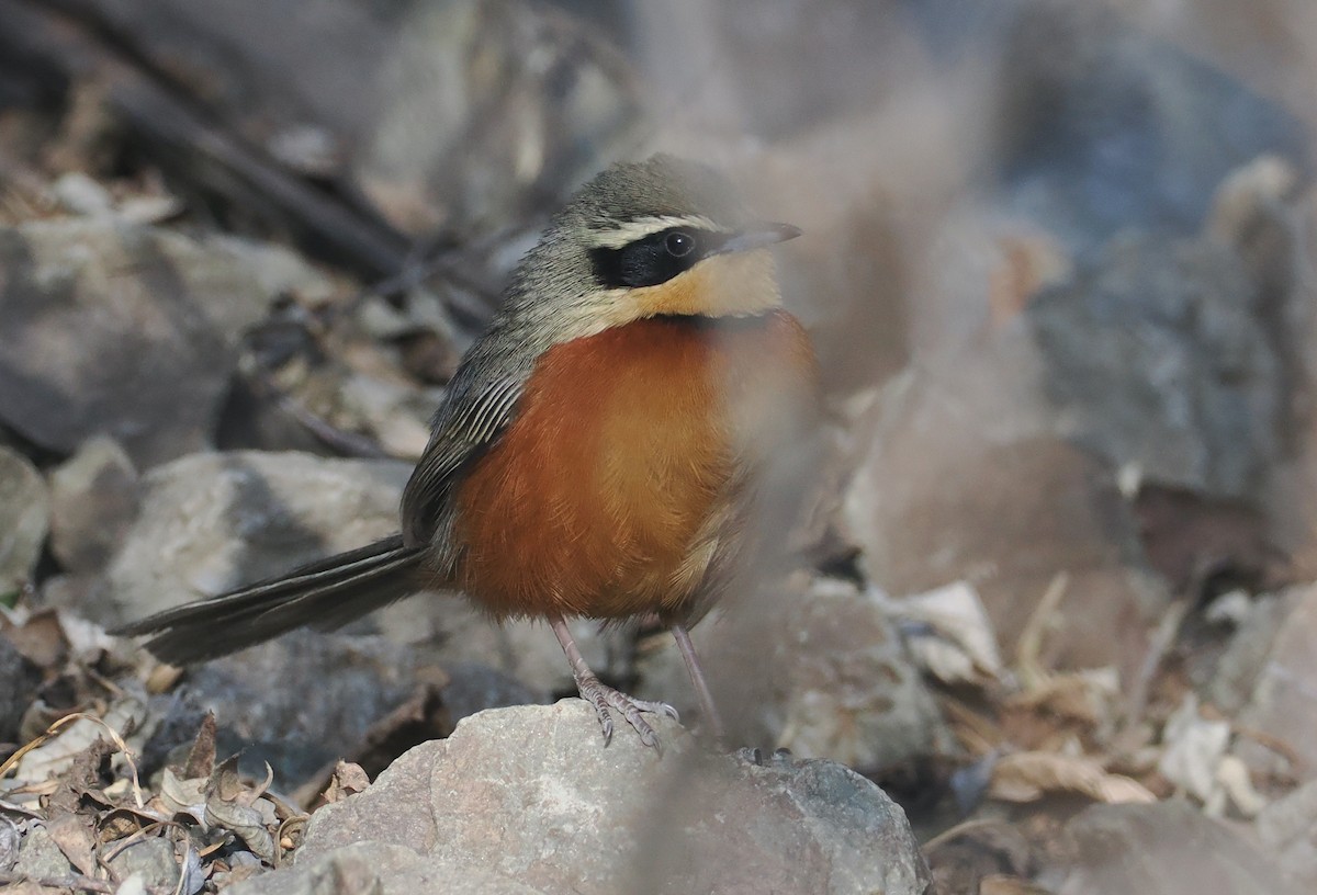 Olive-crowned Crescentchest - ML646255179