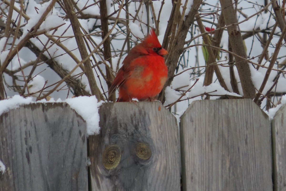 Northern Cardinal - ML646255180