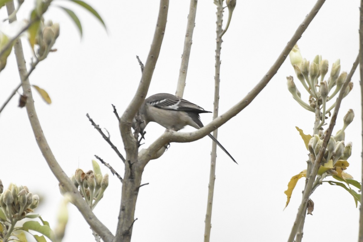 Northern Mockingbird - ML646255182
