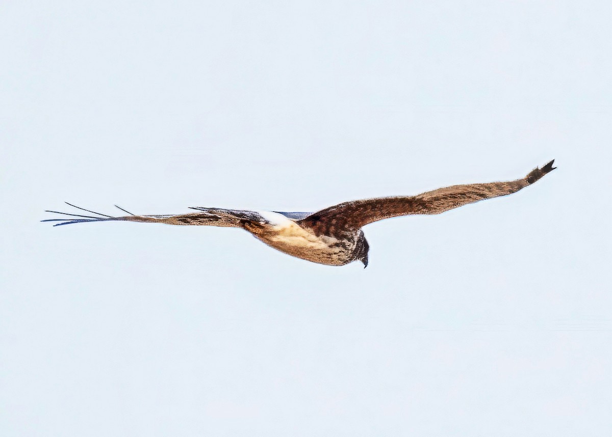 Northern Harrier - ML646255184