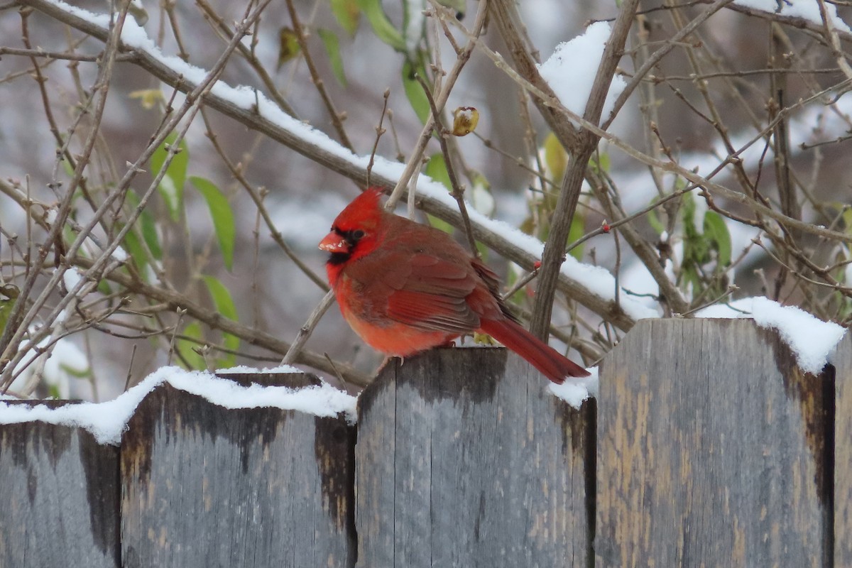 Northern Cardinal - ML646255185