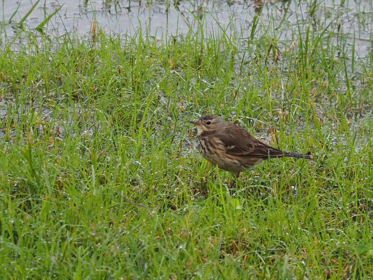 American Pipit - ML646255187