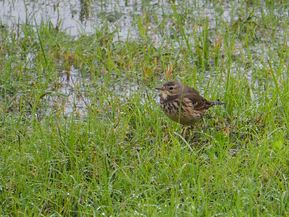 American Pipit - ML646255188