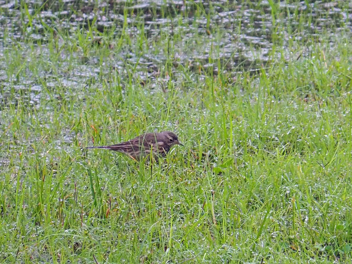American Pipit - ML646255189