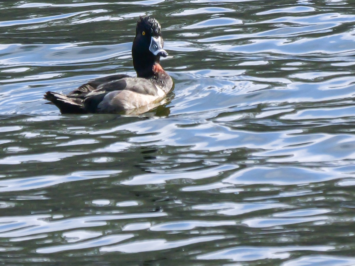 Ring-necked Duck - ML646255191