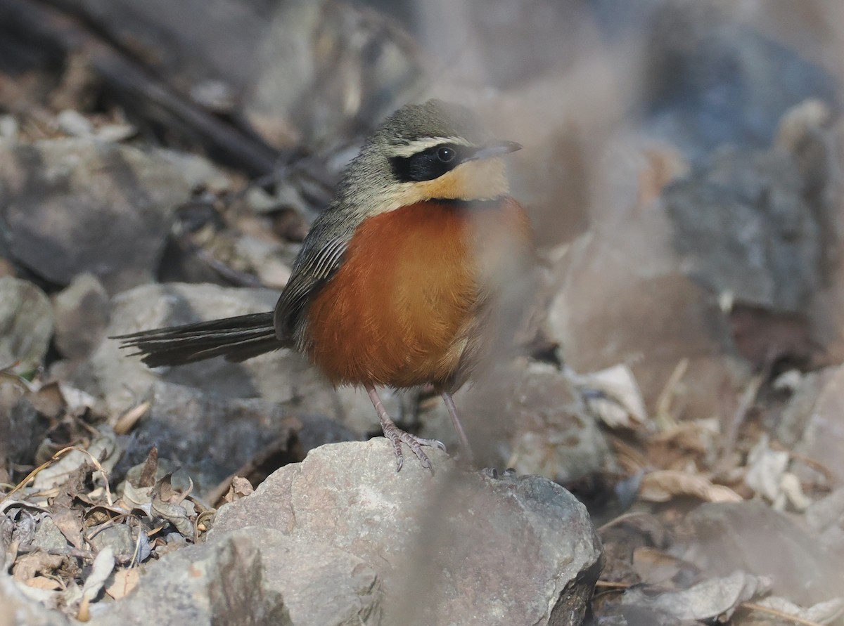 Zeytin Tepeli Hilalgerdan - ML646255192