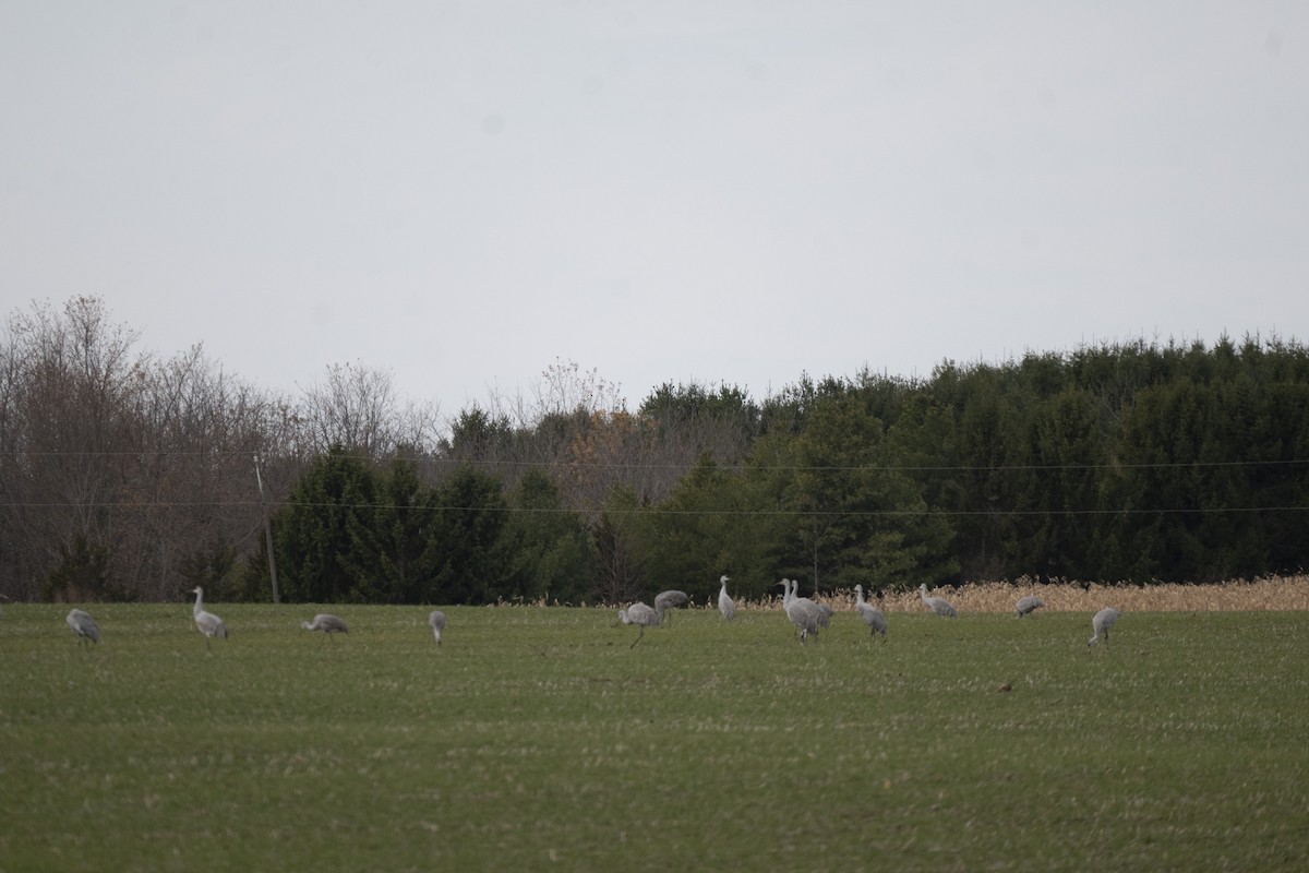 Sandhill Crane - ML646255193