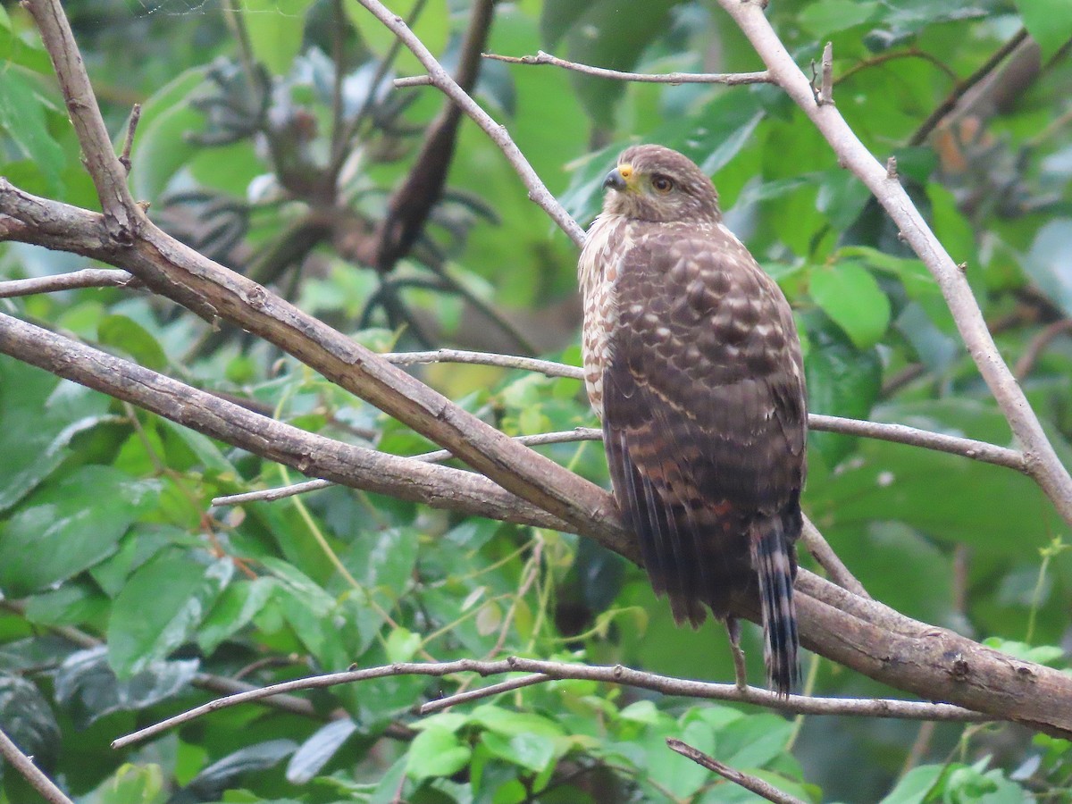 Broad-winged Hawk - ML646255194