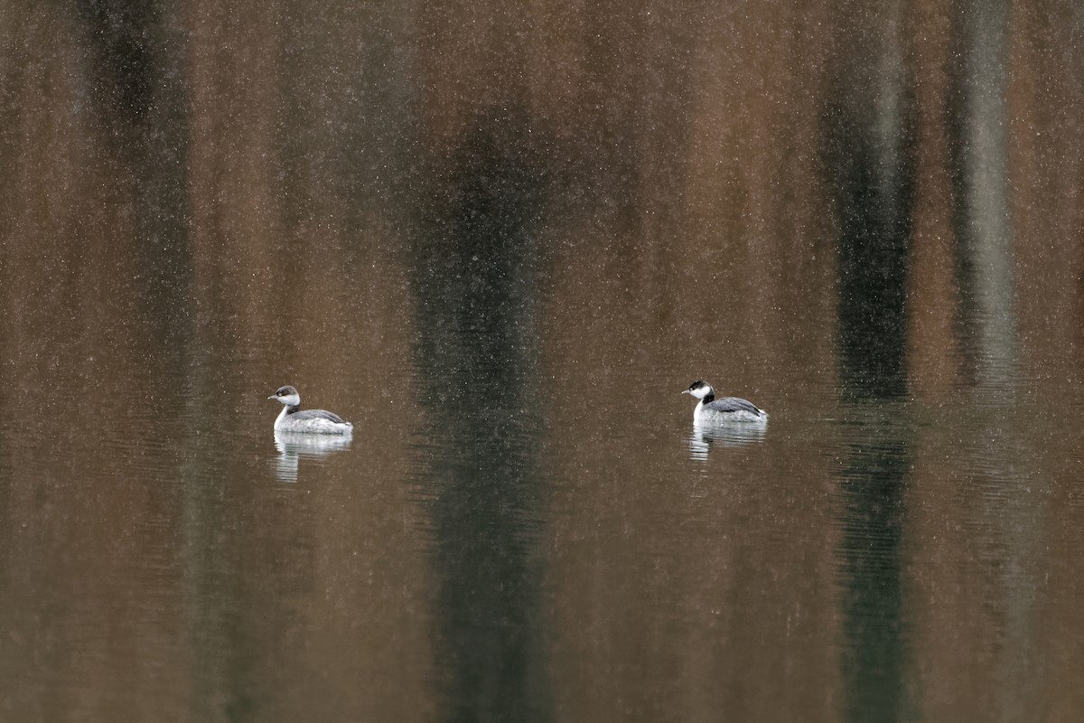 Horned Grebe - ML646255197