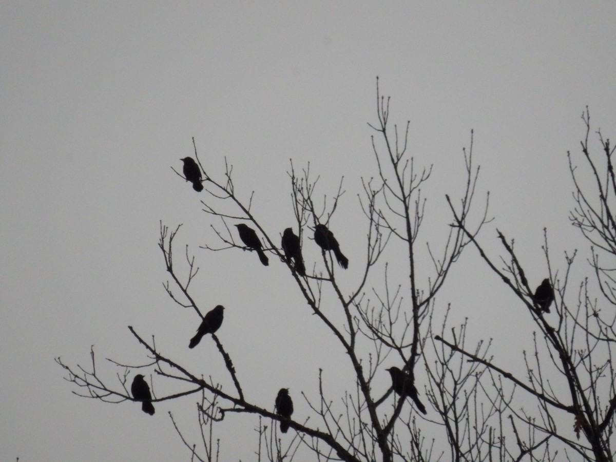 Common Grackle - ML646255199
