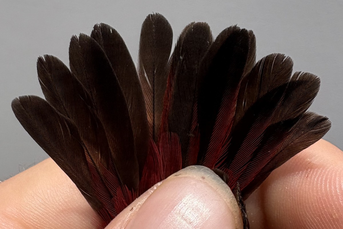 Red-billed Firefinch - ML646255202