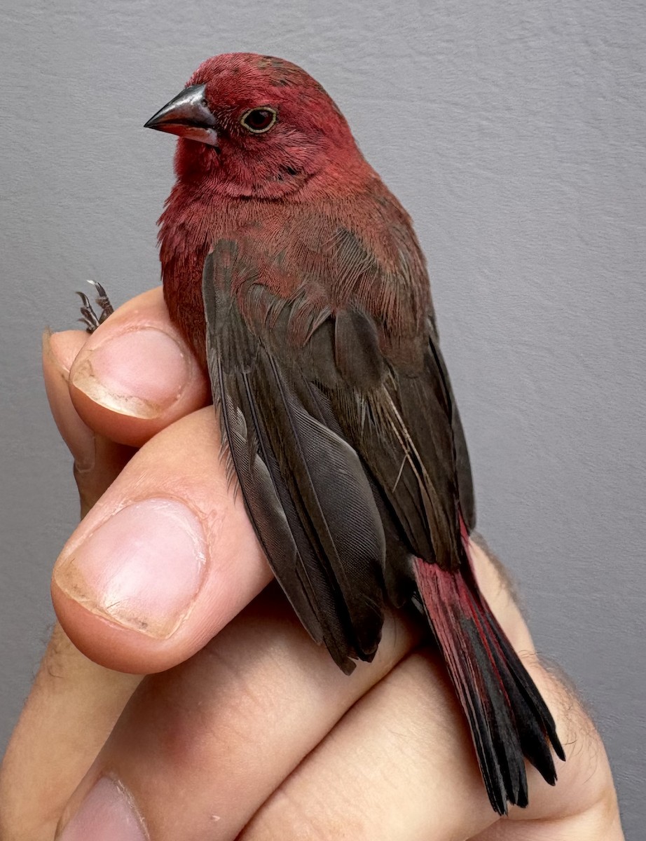 Red-billed Firefinch - ML646255203