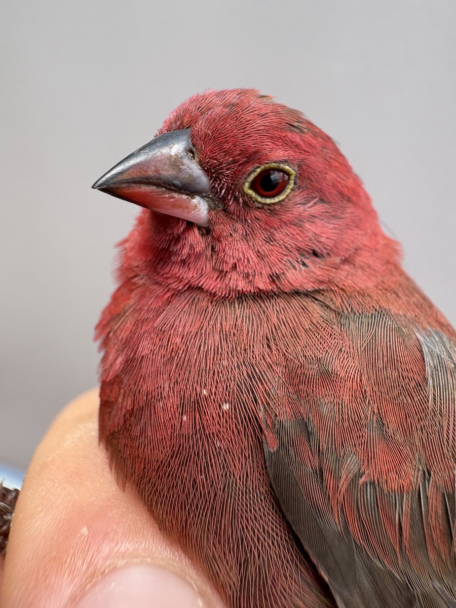 Red-billed Firefinch - ML646255206