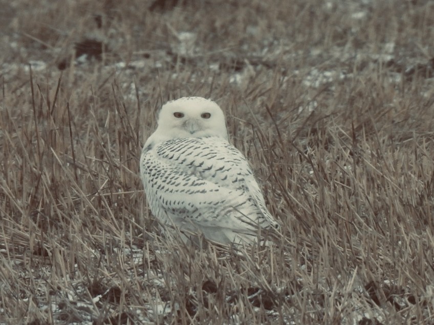 Snowy Owl - ML646255207