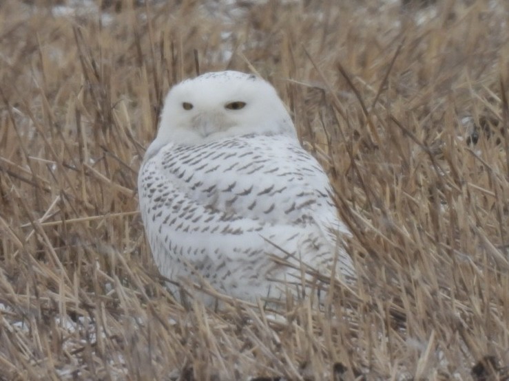 Snowy Owl - ML646255208