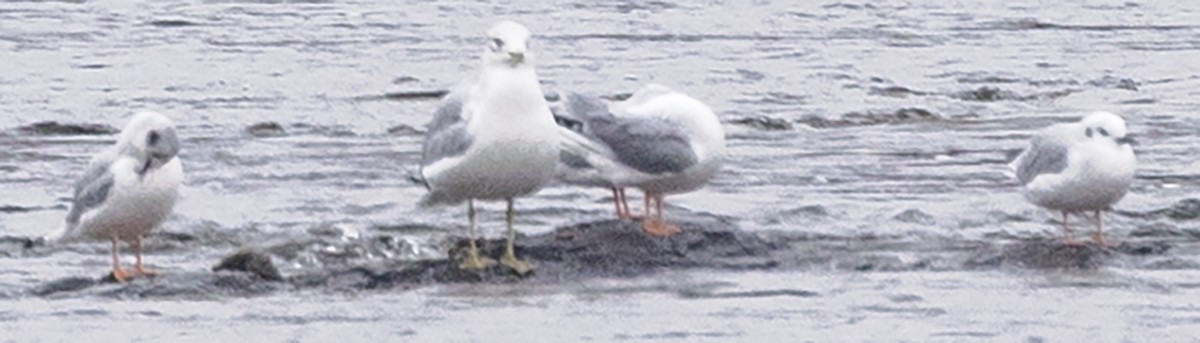 Bonaparte's Gull - ML646255210