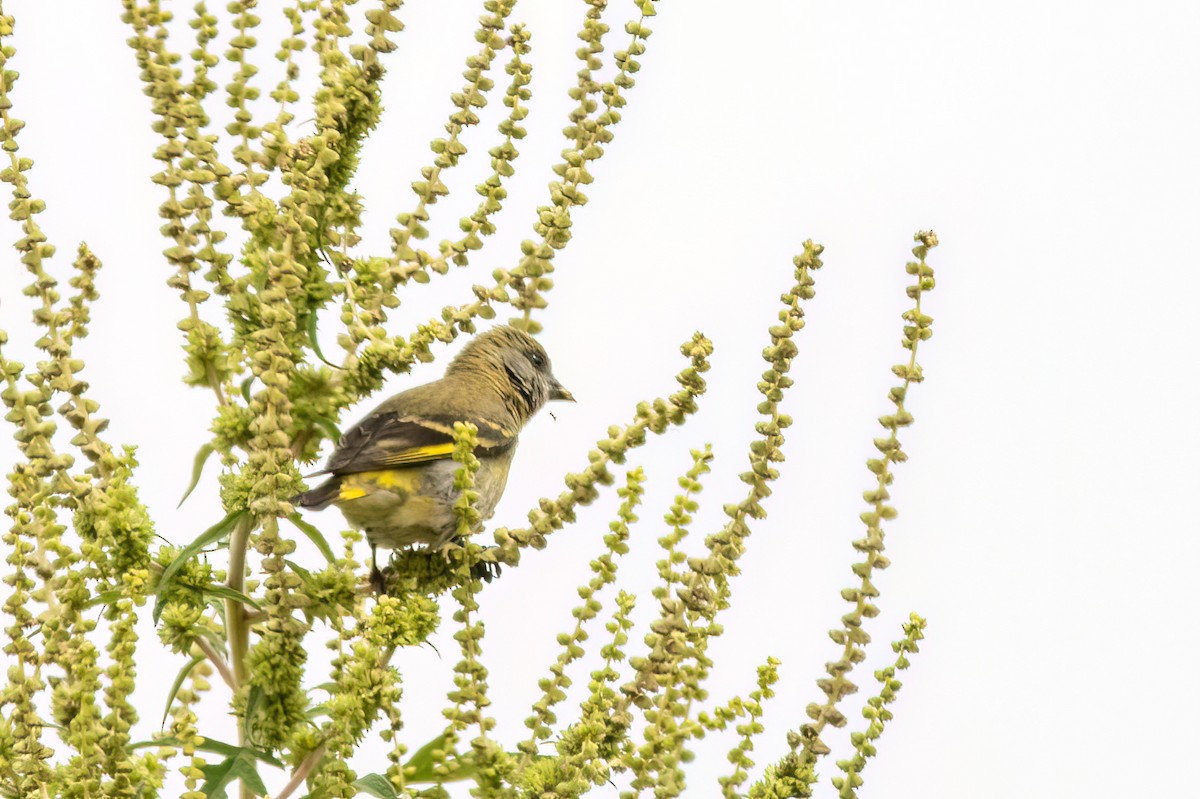 čížek jihoamerický - ML646255212