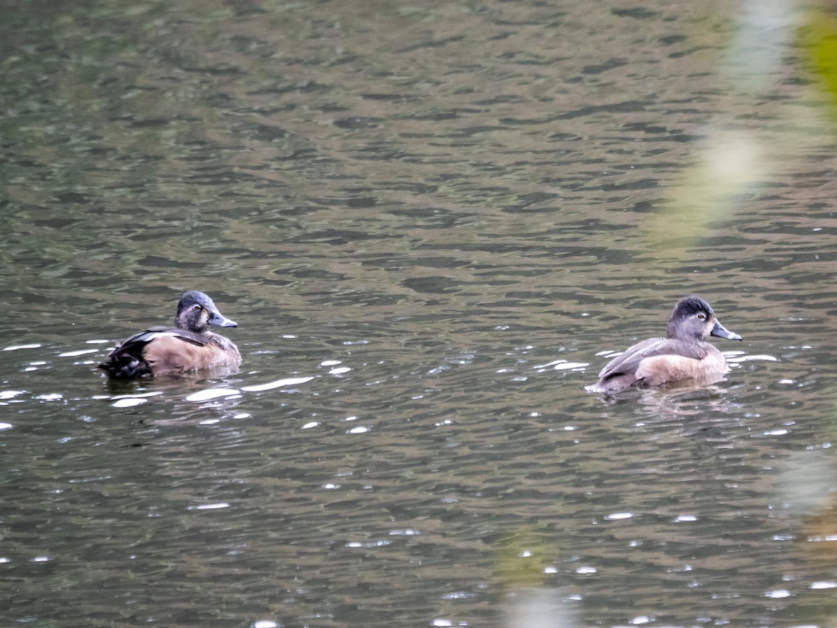 Ring-necked Duck - ML646255214