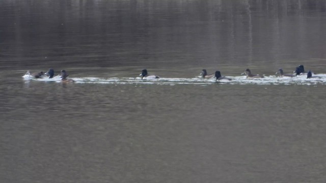 Halkalı Patka - ML646255215