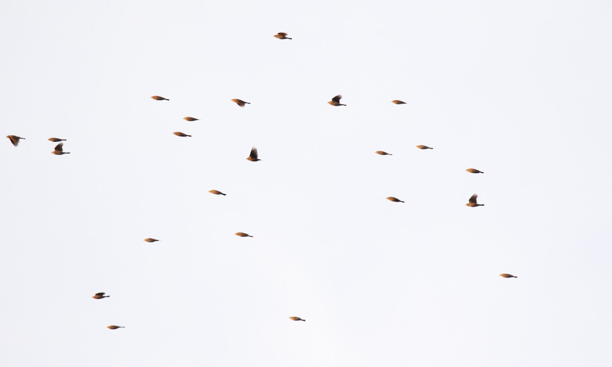 Red-winged Blackbird - ML646255228