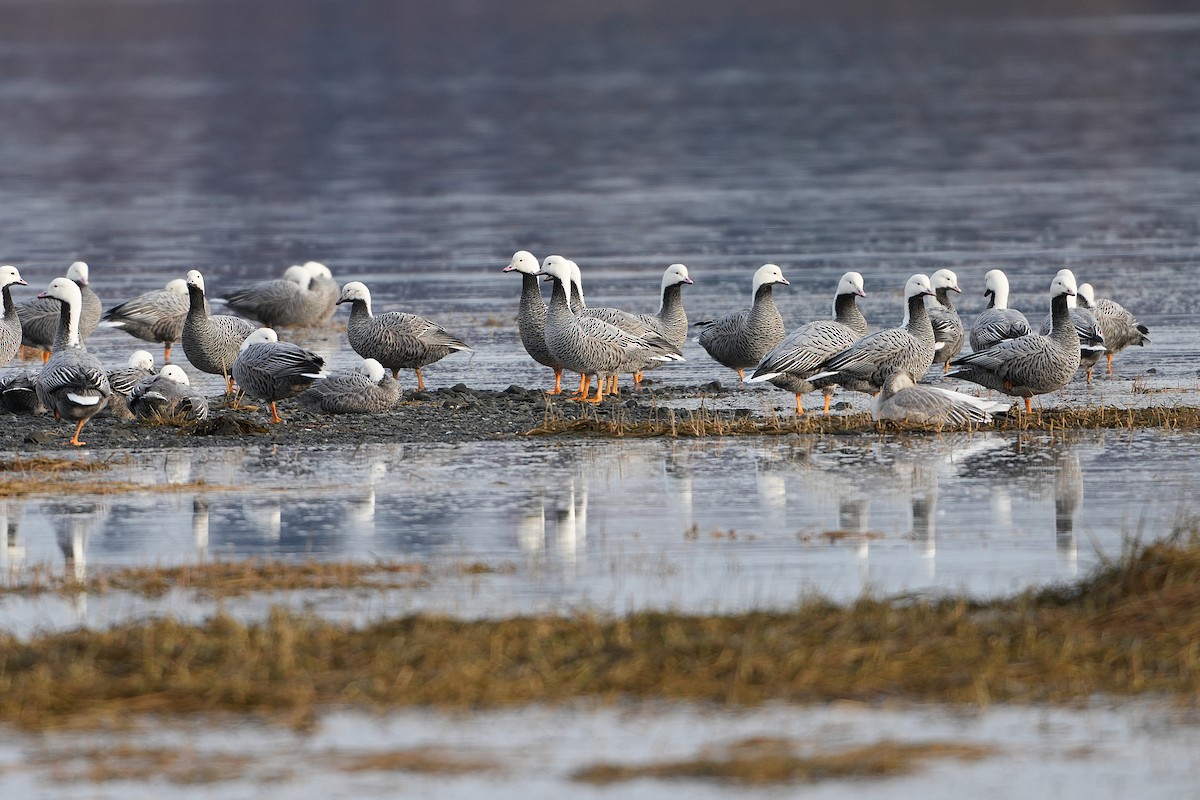 Snow Goose - ML646255230