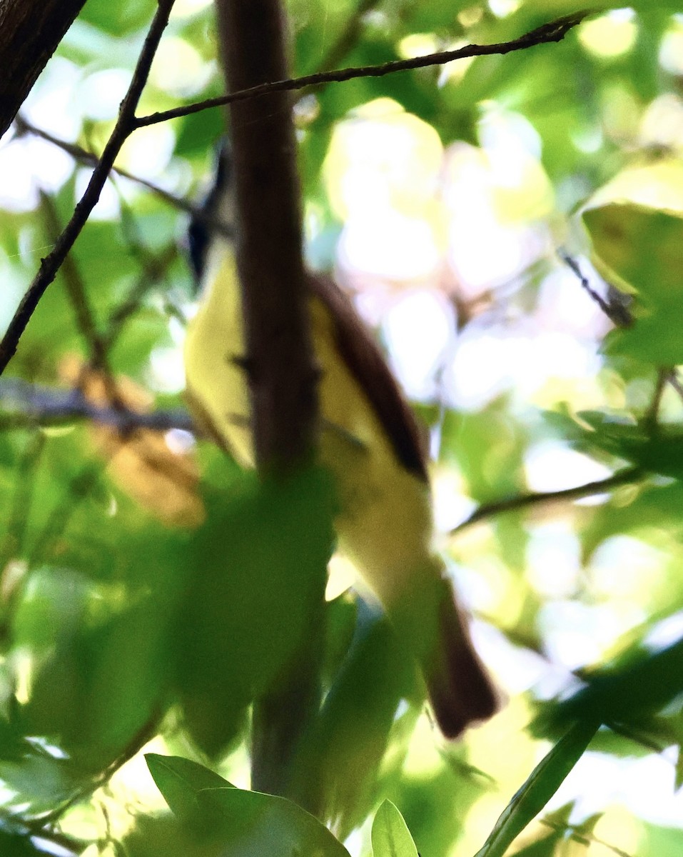 オオハシタイランチョウ - ML646255231