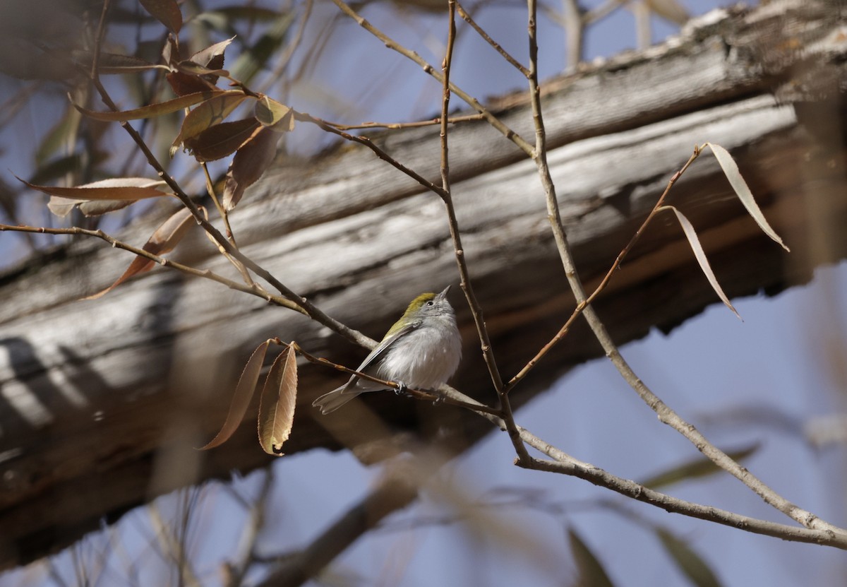 ワキチャアメリカムシクイ - ML646255235