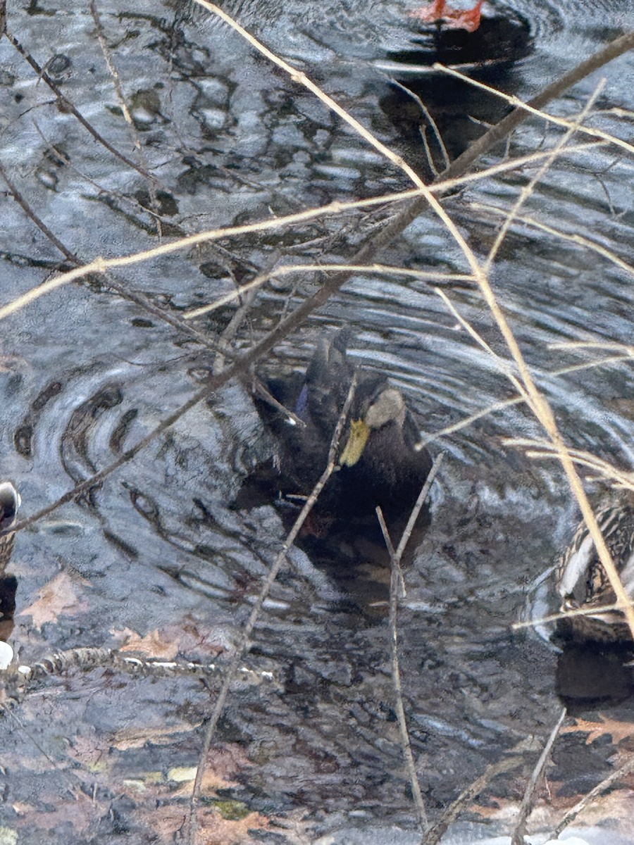 American Black Duck - ML646255236