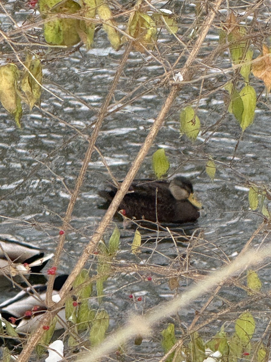American Black Duck - ML646255237