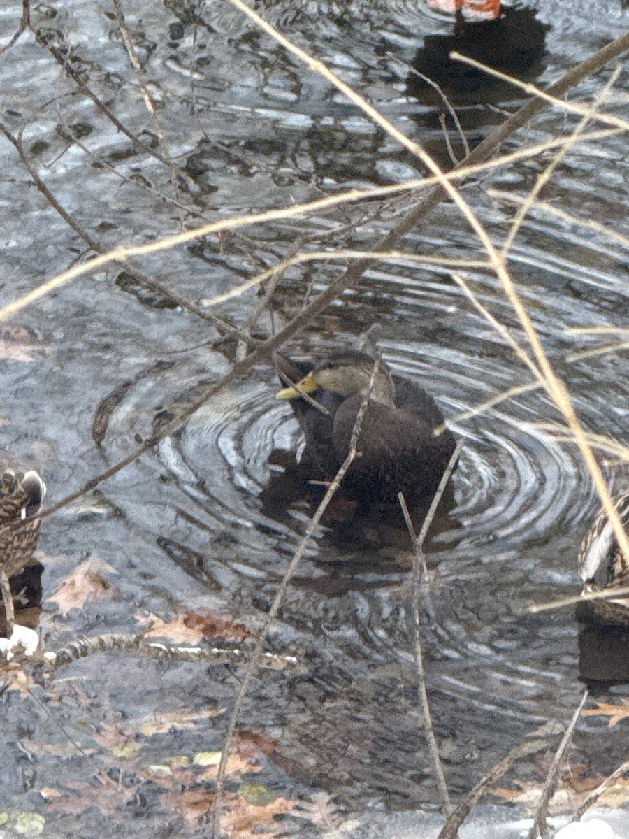 American Black Duck - ML646255238