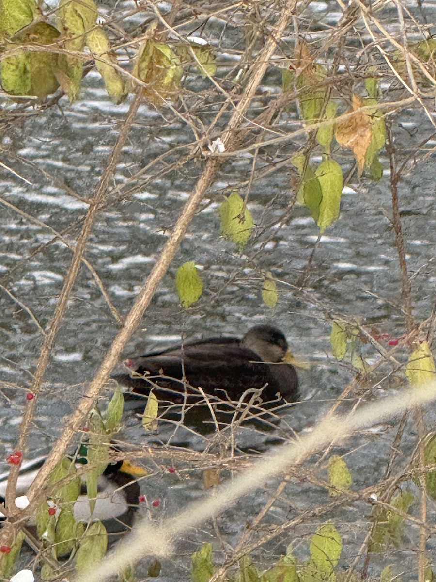 American Black Duck - ML646255239