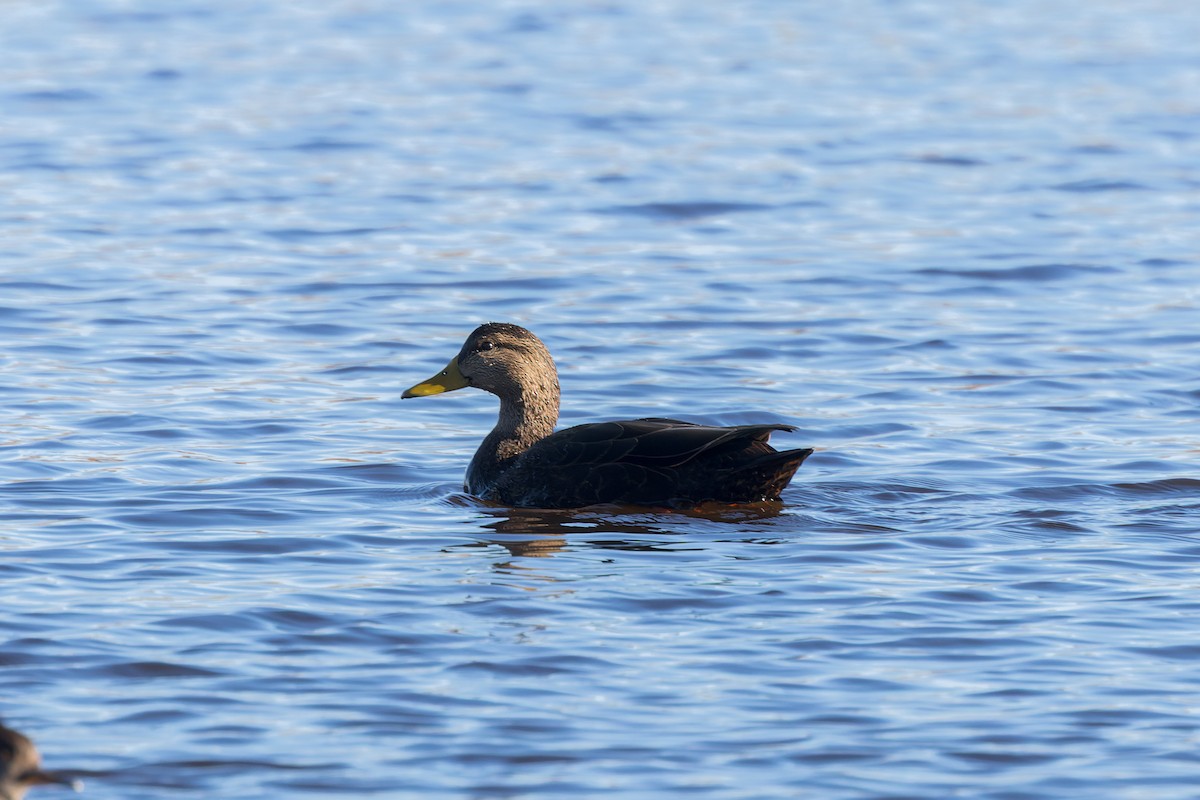 kachna tmavá - ML646255253