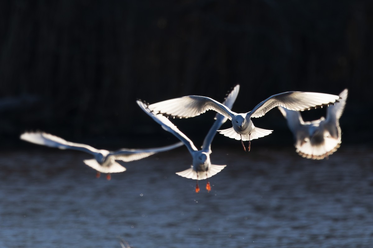 racek Bonapartův - ML646255260