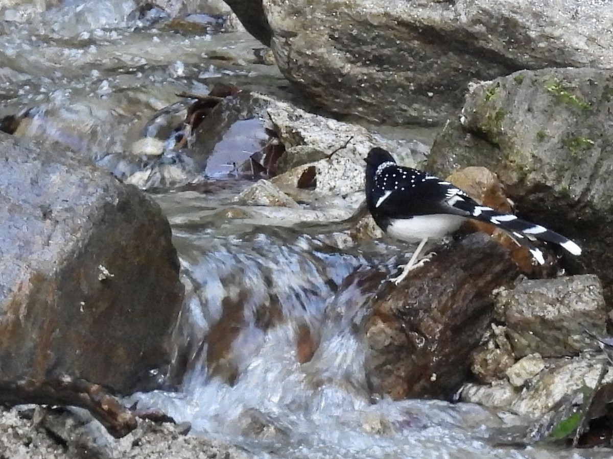 Spotted Forktail - ML646255261