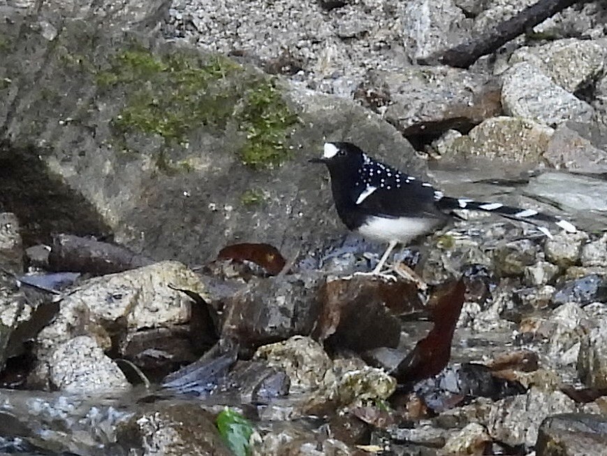 Spotted Forktail - ML646255262