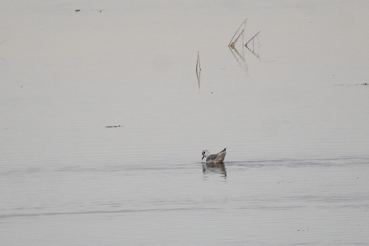 Bonaparte's Gull - ML646255263
