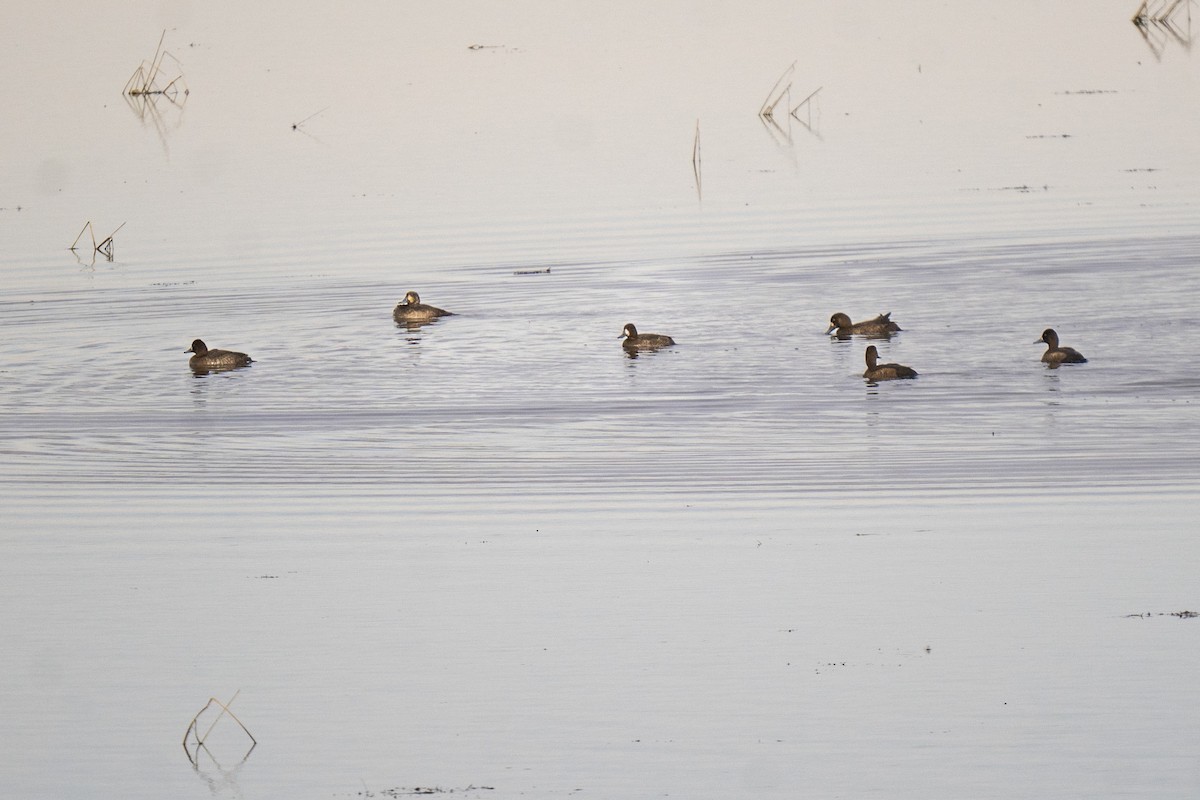 コスズガモ - ML646255269