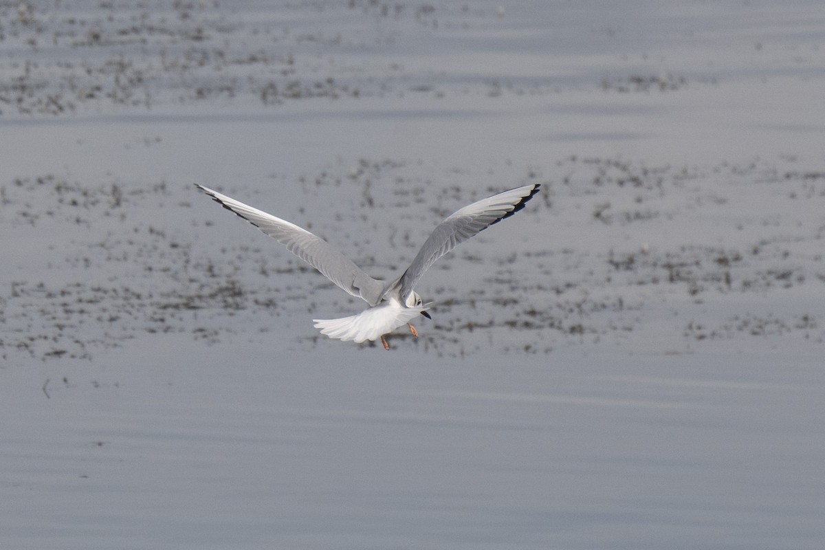 Bonaparte's Gull - ML646255275