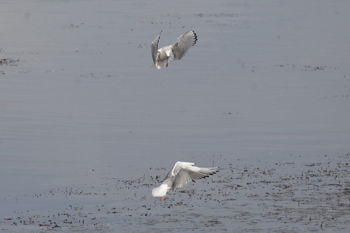 Bonaparte's Gull - ML646255276