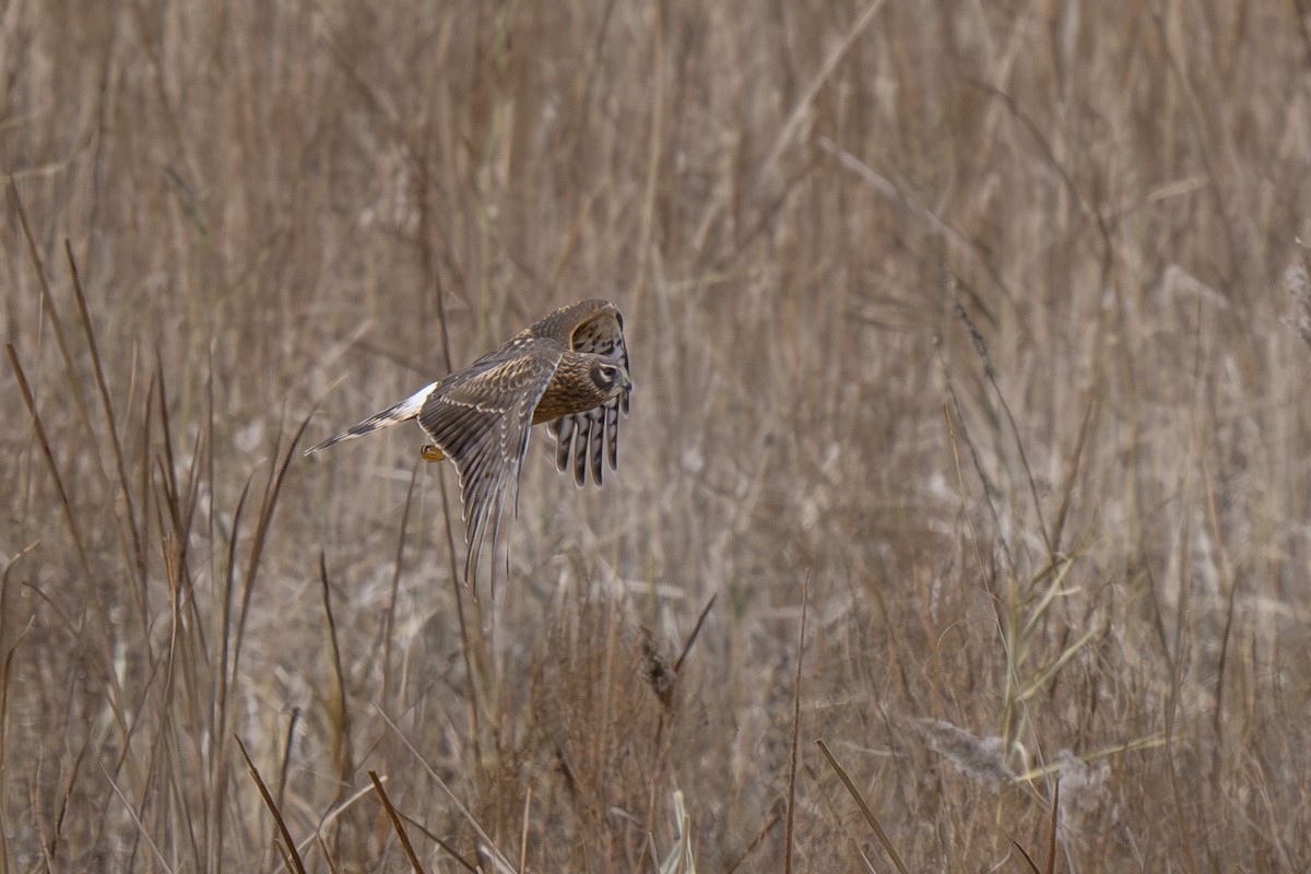 Northern Harrier - ML646255283